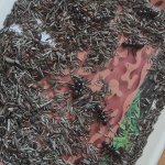 phoca_thumb_m_hmyz 22 Fotogalerie